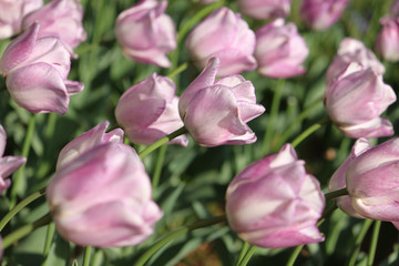 Obraz premium Tulips of various types with vibrant colors beautifying the park in the spring.