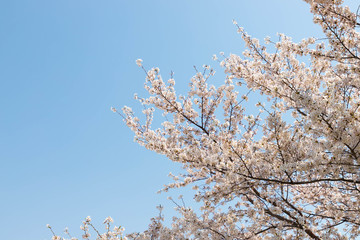 快晴の桜
