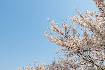 快晴の桜