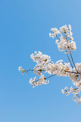 快晴の桜