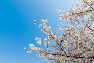 快晴の桜
