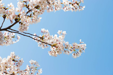 快晴の桜