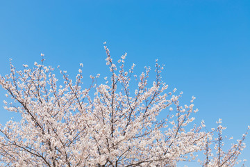 快晴の桜