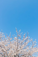 快晴の桜