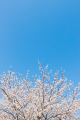 快晴の桜