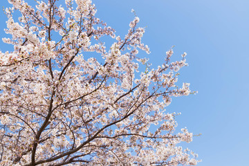 快晴の桜