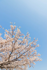 快晴の桜