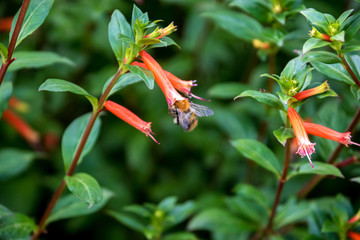 Honey bee looking for nectar