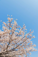 快晴の桜