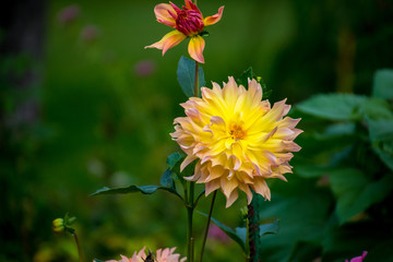 Pink Yellow Flower