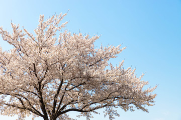 快晴の桜