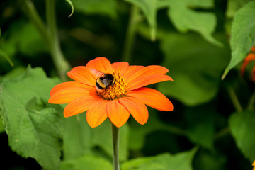 Bumble Bee looking for Nectar on Orange Flower