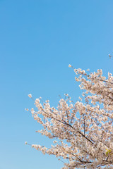 快晴の桜