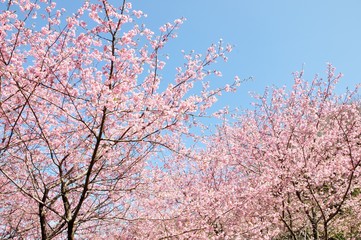 カワヅザクラ