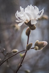 Single white magnolia blossom signals the end of winter © CoreyOHara