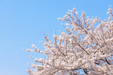 快晴の桜