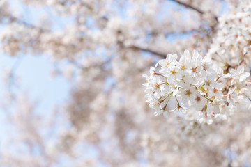 快晴の桜