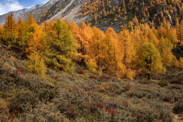 Fototapeta premium Fall Autumn Colors, Trees, Colorful Yellow, Orange and Green Leaves, Colorful Forest. Beautiful assortment of trees with different colors on side of large mountain. Layers of trees, background graphic