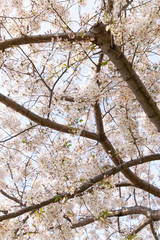 快晴の桜