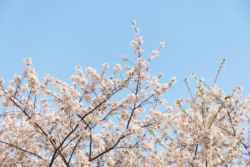 快晴の桜