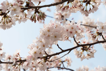 快晴の桜