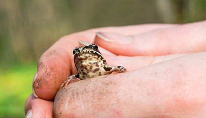 Cute little green frog in human's hand. Animal care and protecting concept.