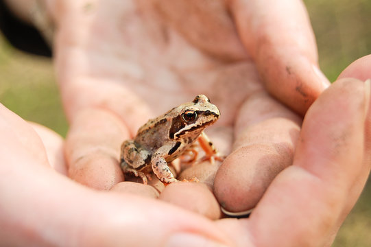 Cute little forest frog (rana sylvatica) sits in open human palms. Friendship, trust, belief, animal care and protection concept.