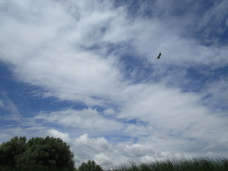 Danube Delta