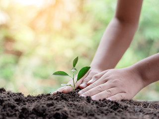 Hand nurturing young baby plants growing in germination sequence on fertile soil
