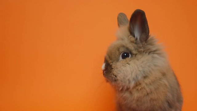 Cute little brown fluffy easter bunny on an orange background. Easter Bunny on the right side of the screen.space for text