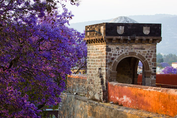 Ancient colonial archiqueture, Beautiful Jacranda tree blossom purplue flowers, during gold hour,...