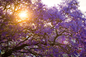 beautiful spring shot of a Jaqaranda tree blossom during sunset