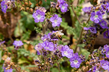 Honey bee on the Prospector's View Trail, Lost Dutchman State Park, Arizona