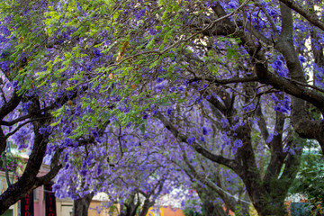 line of Jacaranda tress blooming