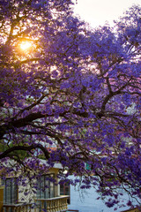 vertical photo, beautiful spring shot of a Jaqaranda tree blossom during sunset