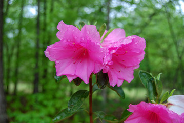 pink flower