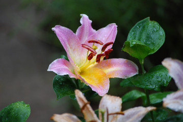 flower colorful bright