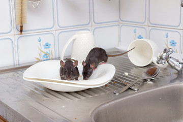 Two black rats(Rattus norvegicus), dirty white plates and  cups on a sink in an apartment house in a kitchen. Fight with vermins, rodents in an apartment concept. Extermination.