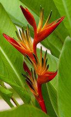 Bird of Paradise