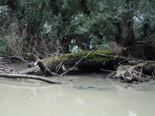 Danube Delta