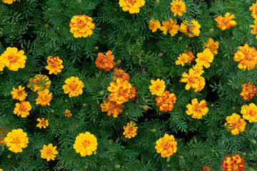 Top view of Marigold flower on the tree in garden.