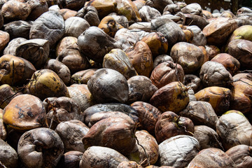 Coconut farm in the Dominican Republic: mountain of coconuts