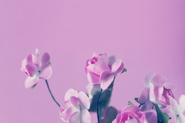 Delicate and decorative flower on pink background