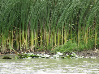 Danube Delta