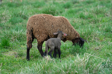 newborn baby lamb drinking milk from mother in grass on organic farm