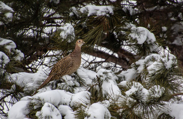 female pheasant sitting in tree