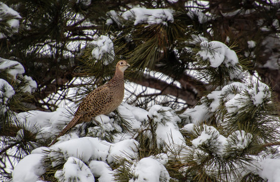 female pheasant sitting in tree
