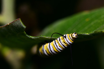 Milkweed Snack