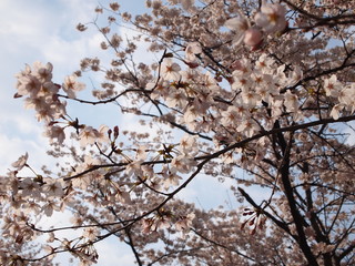 さくら