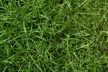 Green grass background